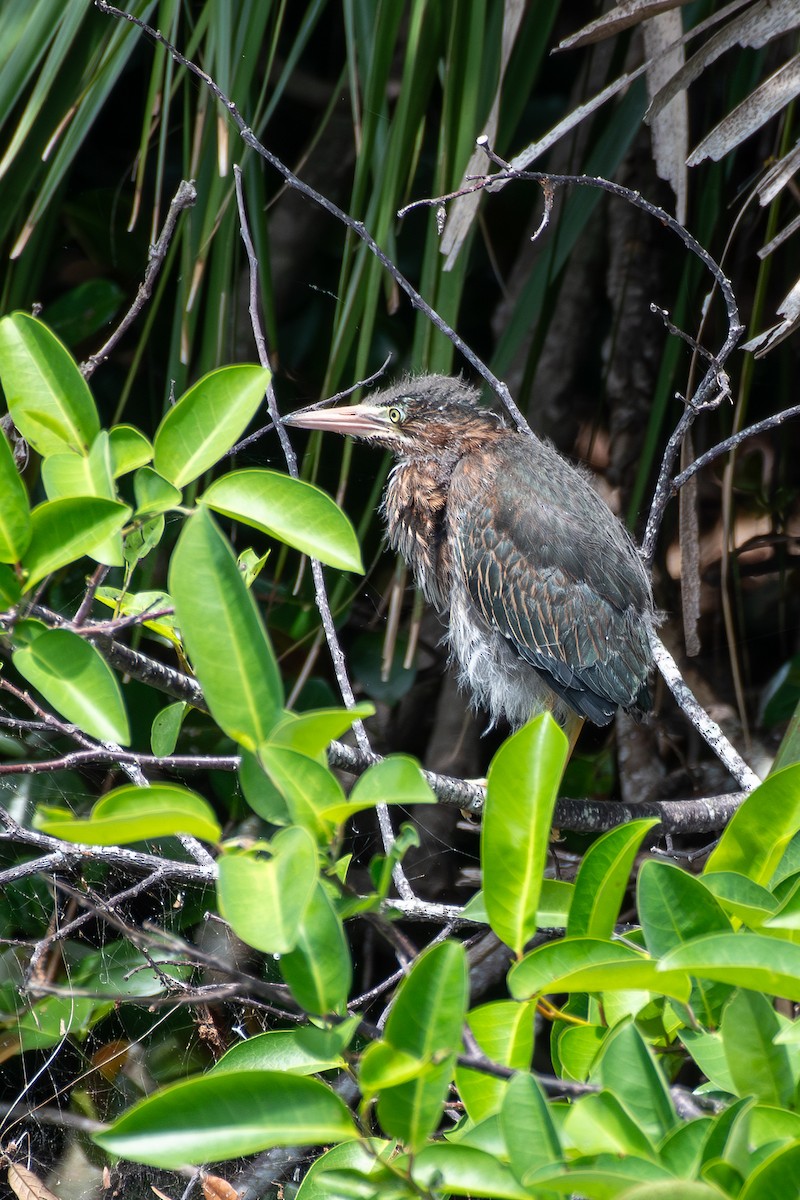 Green Heron - Haemoglobin Dr