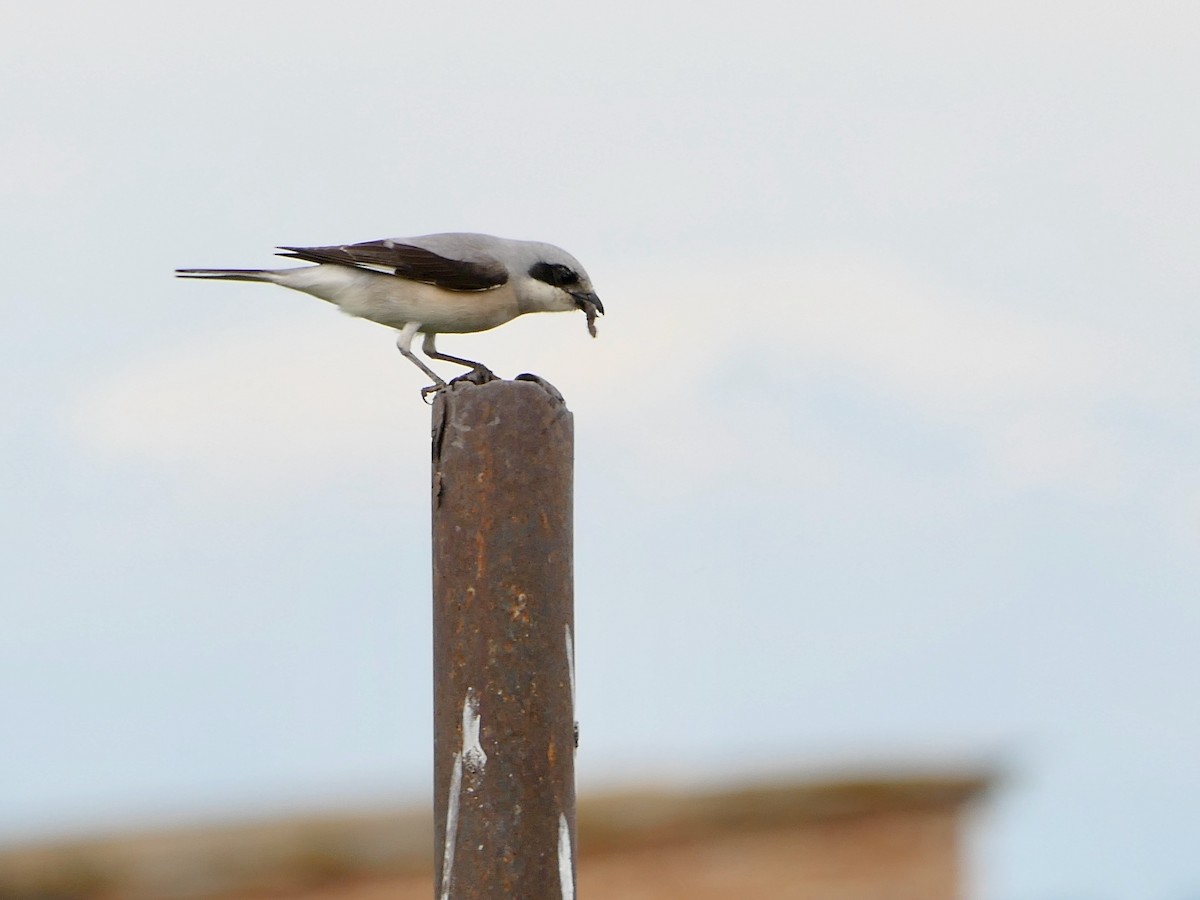 Lesser Gray Shrike - ML618823447