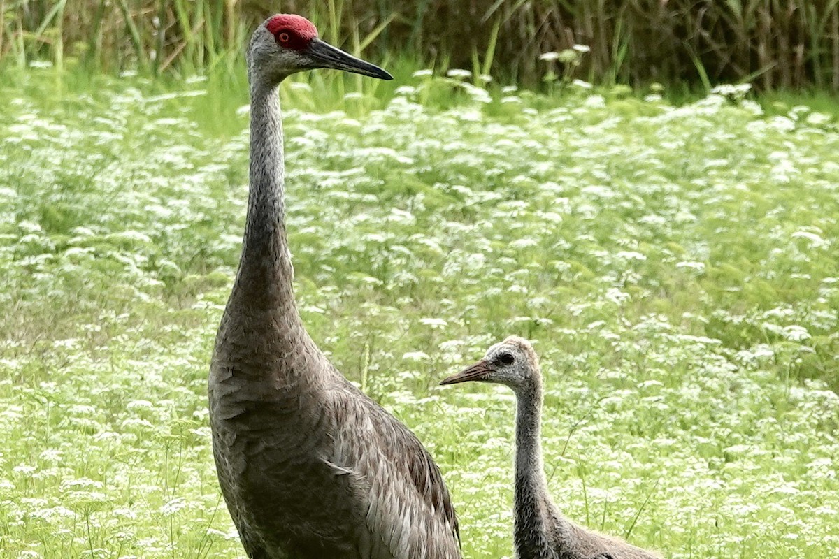 Sandhill Crane - Alena Capek