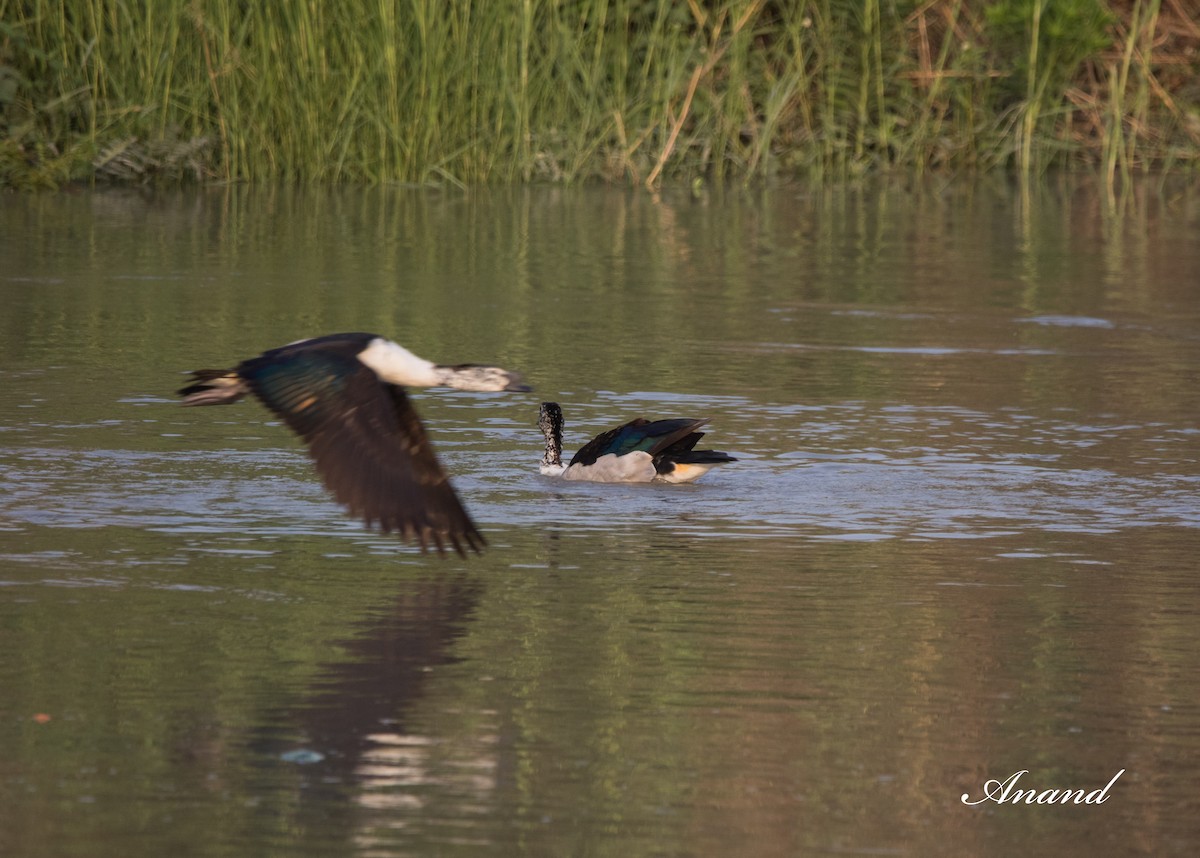 Knob-billed Duck - Anand Singh