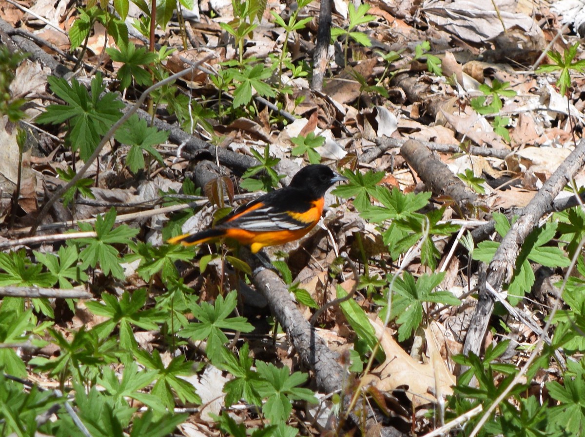 Baltimore Oriole - Marc-André Villard