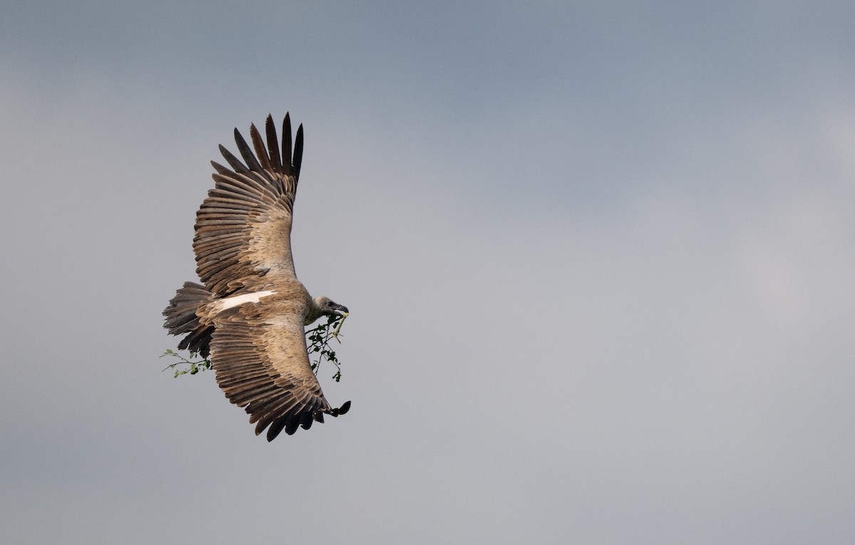 White-backed Vulture - Lizabeth Southworth