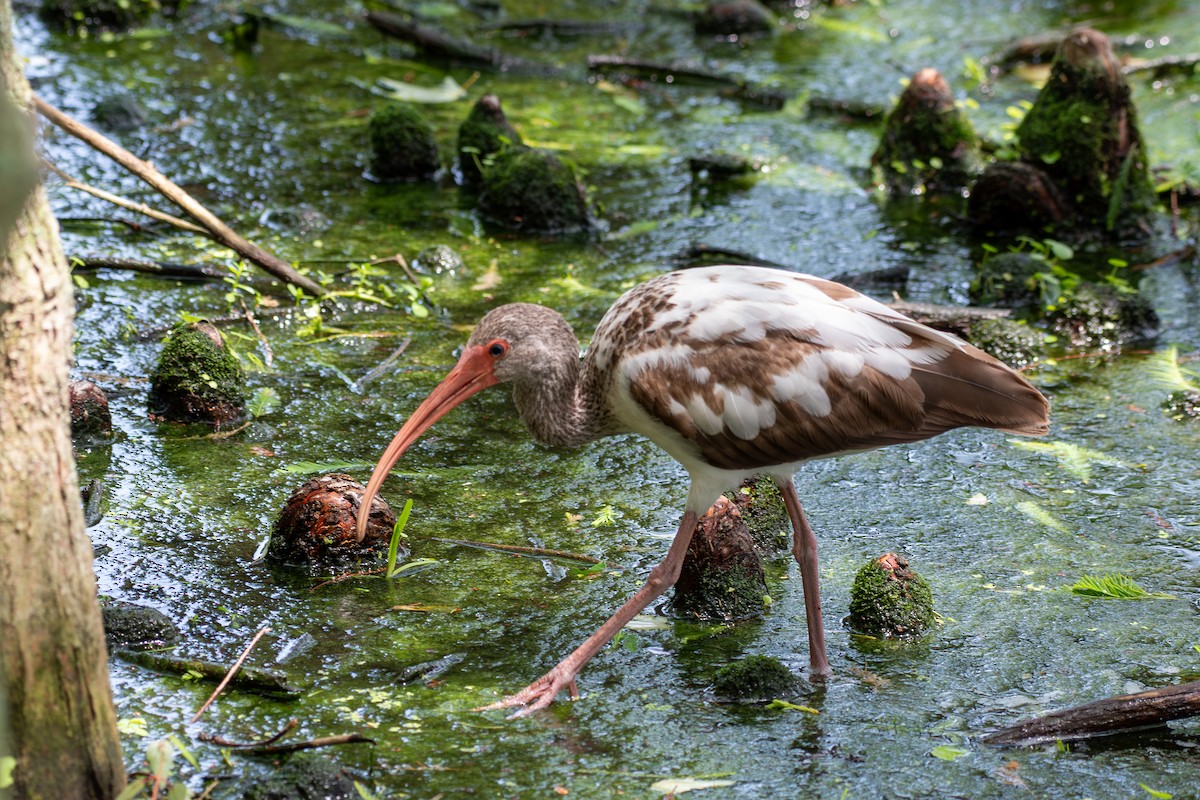 White Ibis - ML618823486