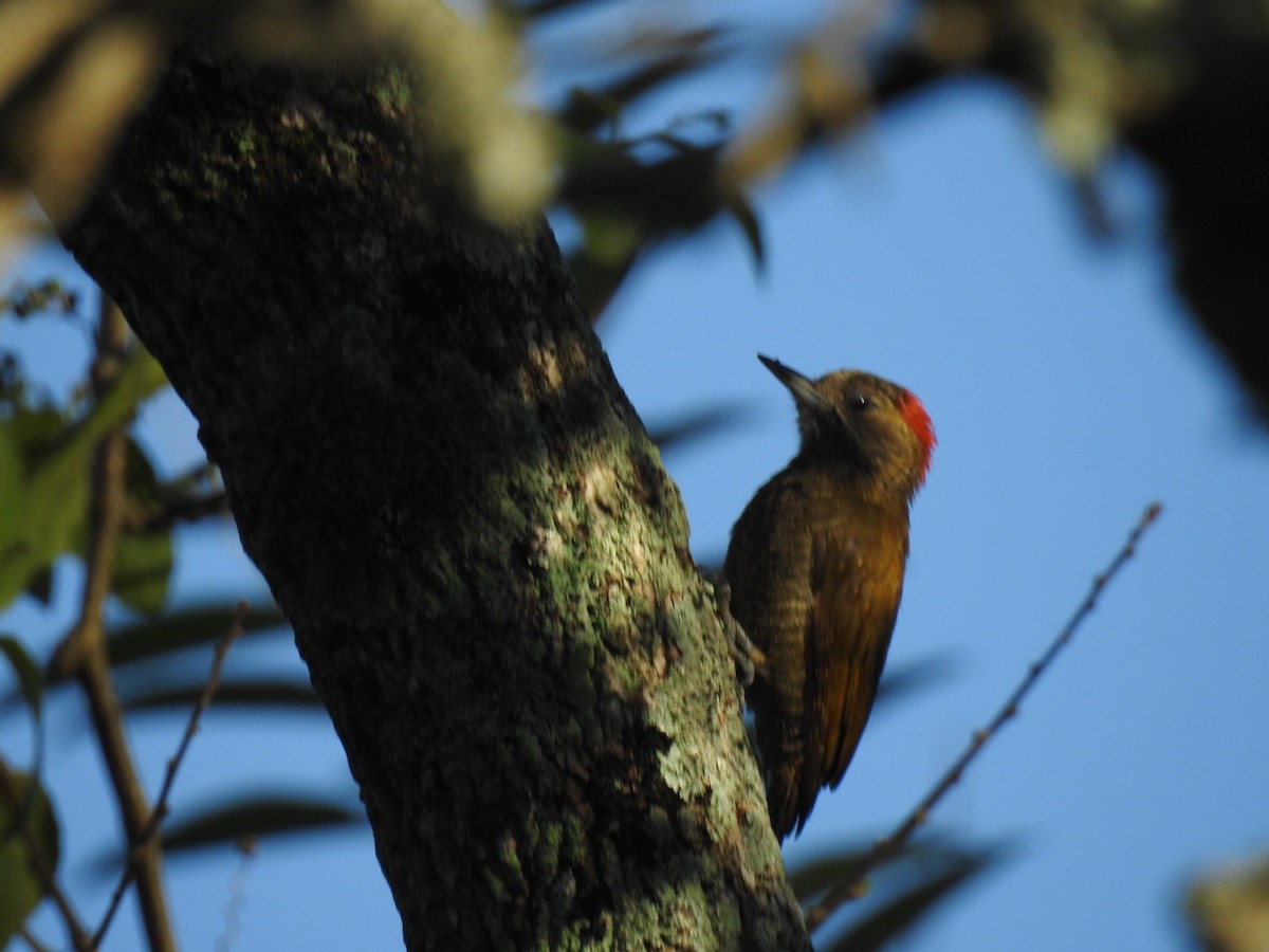 Little Woodpecker - Leonardo Bordin