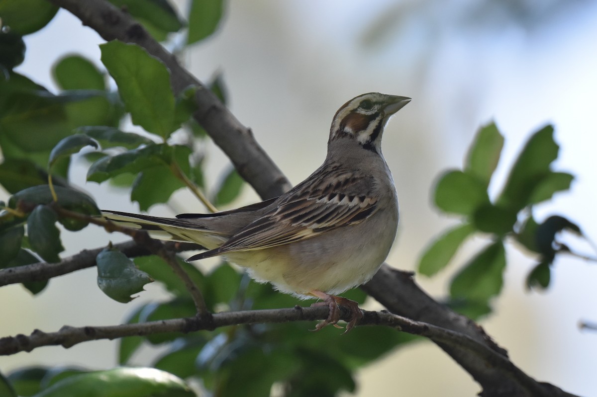 Lark Sparrow - Naresh Satyan