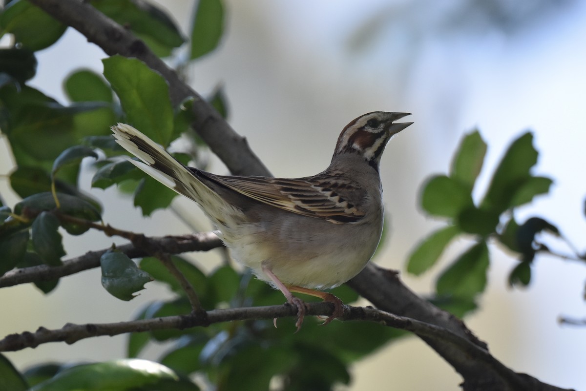 Lark Sparrow - ML618823502