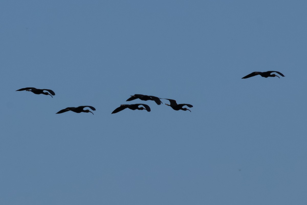 White-faced Ibis - Vern Bothwell