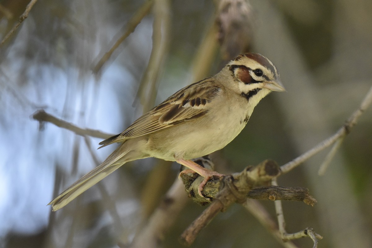 Lark Sparrow - Naresh Satyan