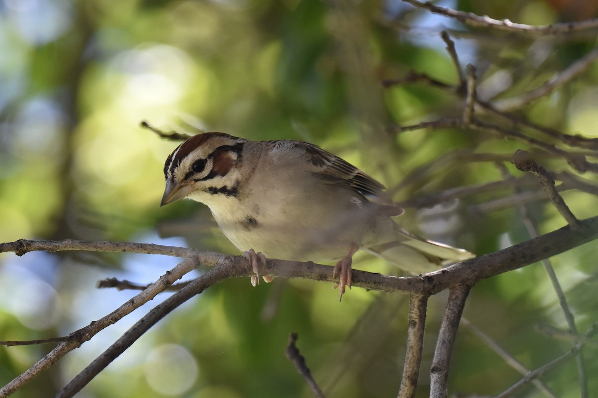 Lark Sparrow - Naresh Satyan