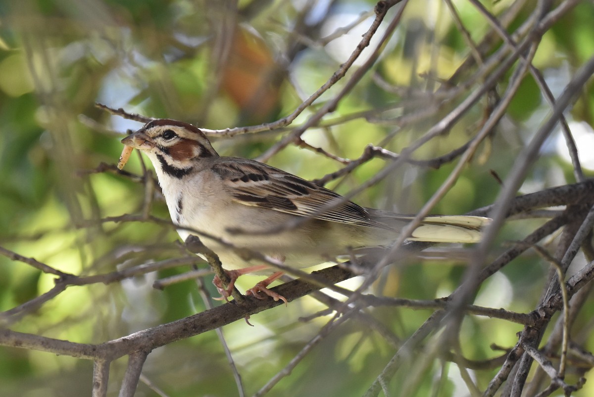 Lark Sparrow - ML618823509