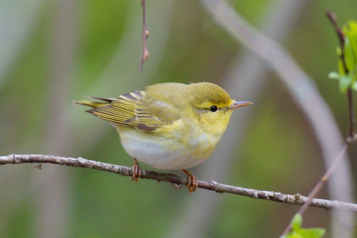 Wood Warbler - Anna Ivanova