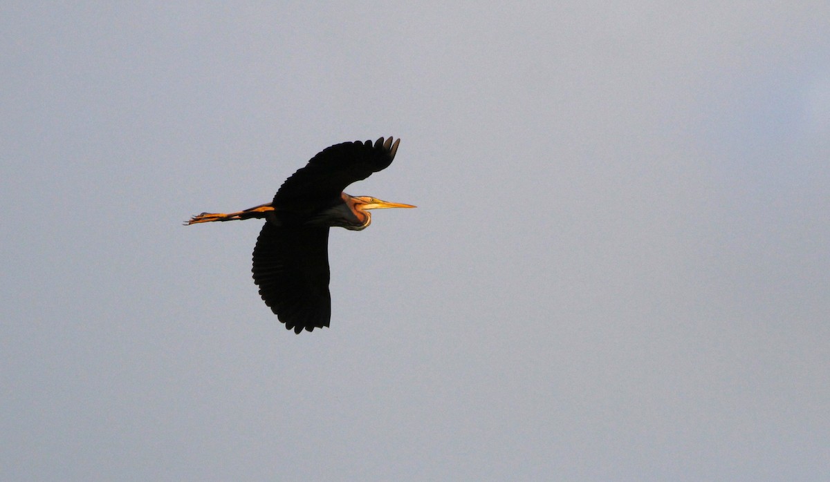 Purple Heron - Miska Nyul