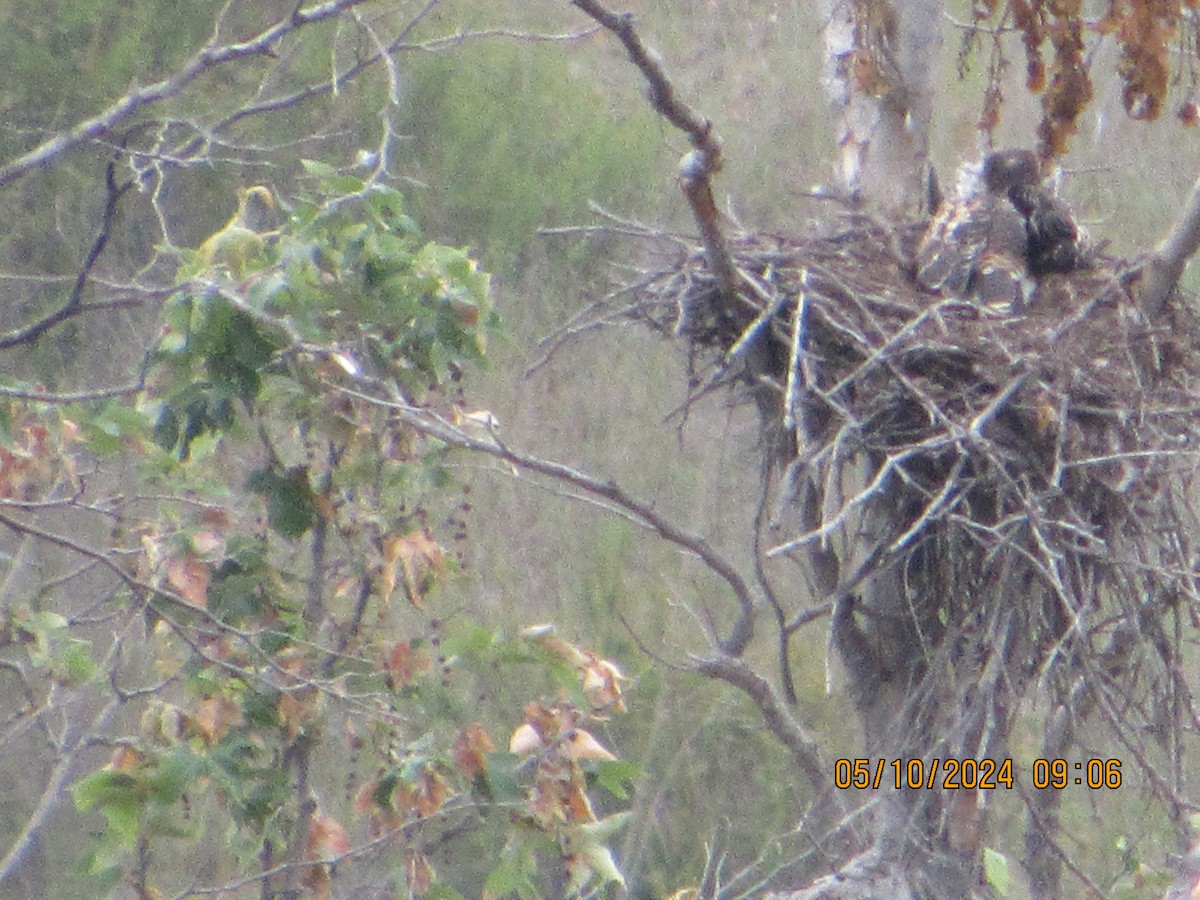 Red-tailed Hawk - crdf bird