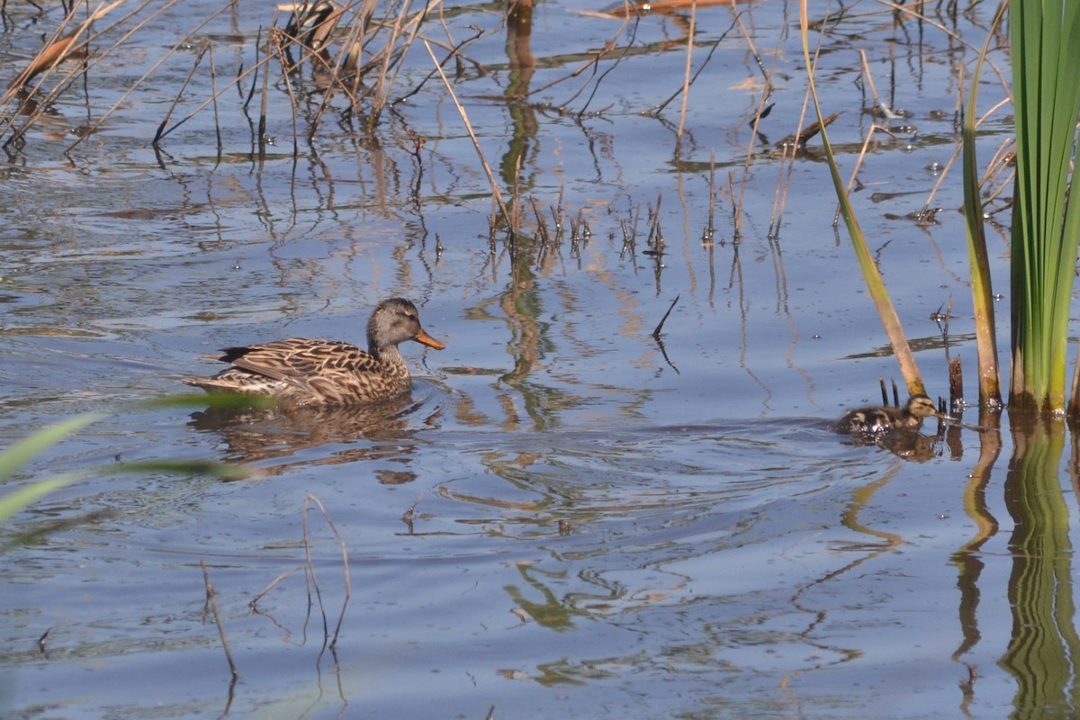 Gadwall - Paulo  Roncon