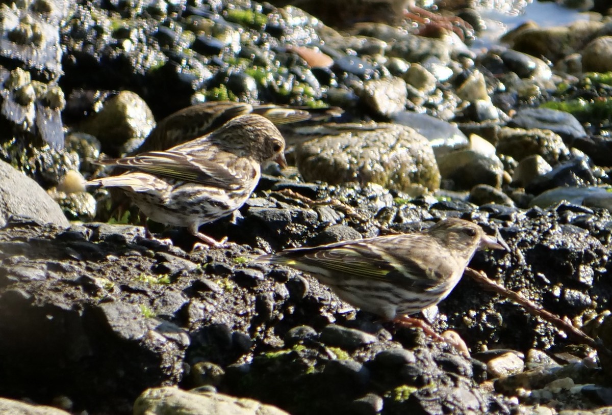 Pine Siskin - Jan Bryant