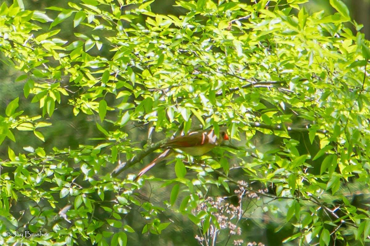 Northern Cardinal - ML618823522