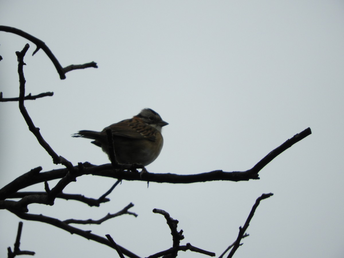Rufous-collared Sparrow - ML618823527
