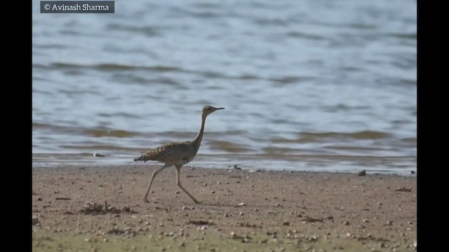 Lesser Florican - ML618823535