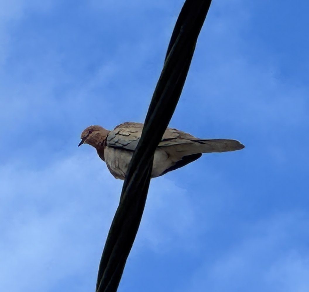 Laughing Dove - Kraig Cawley