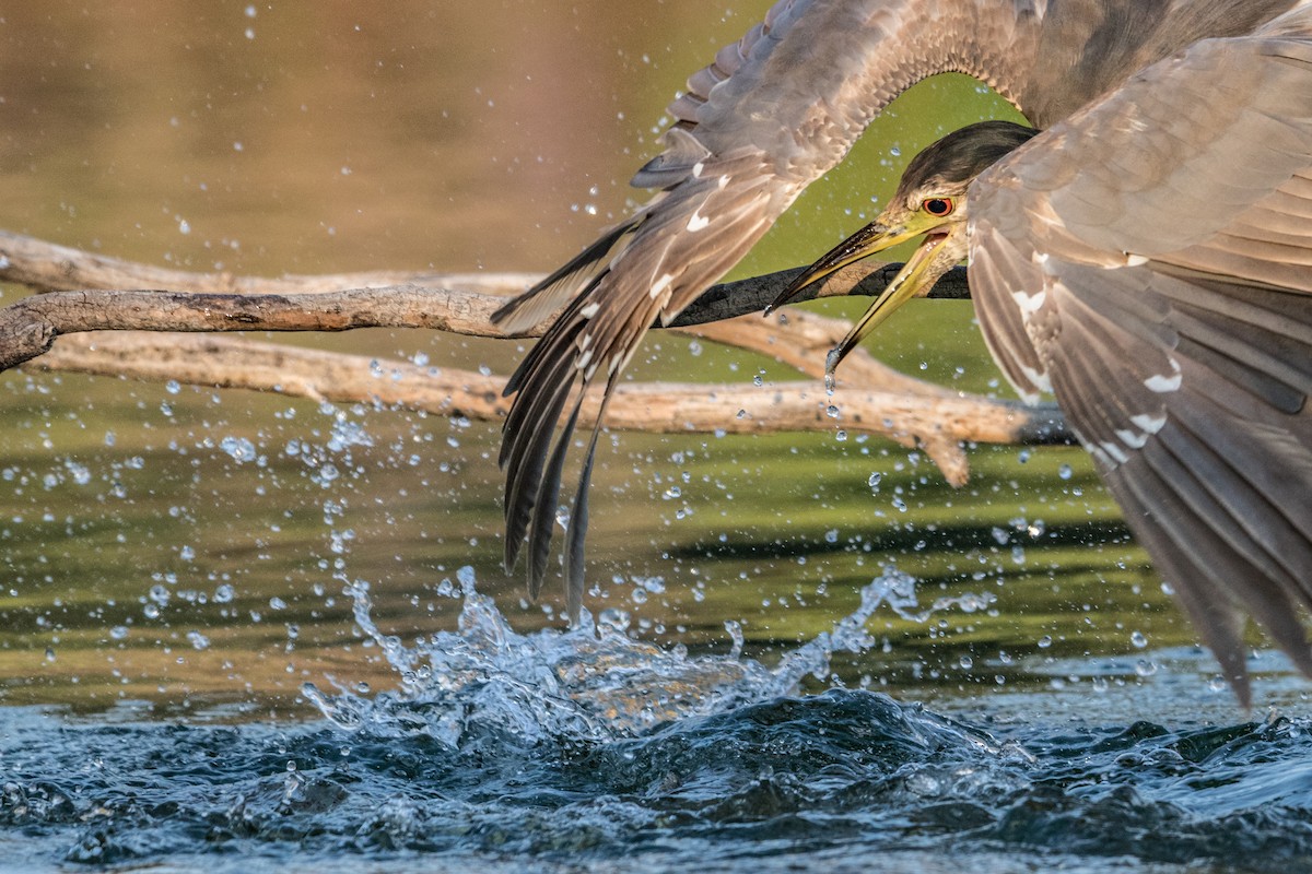 Black-crowned Night Heron - ML618823551