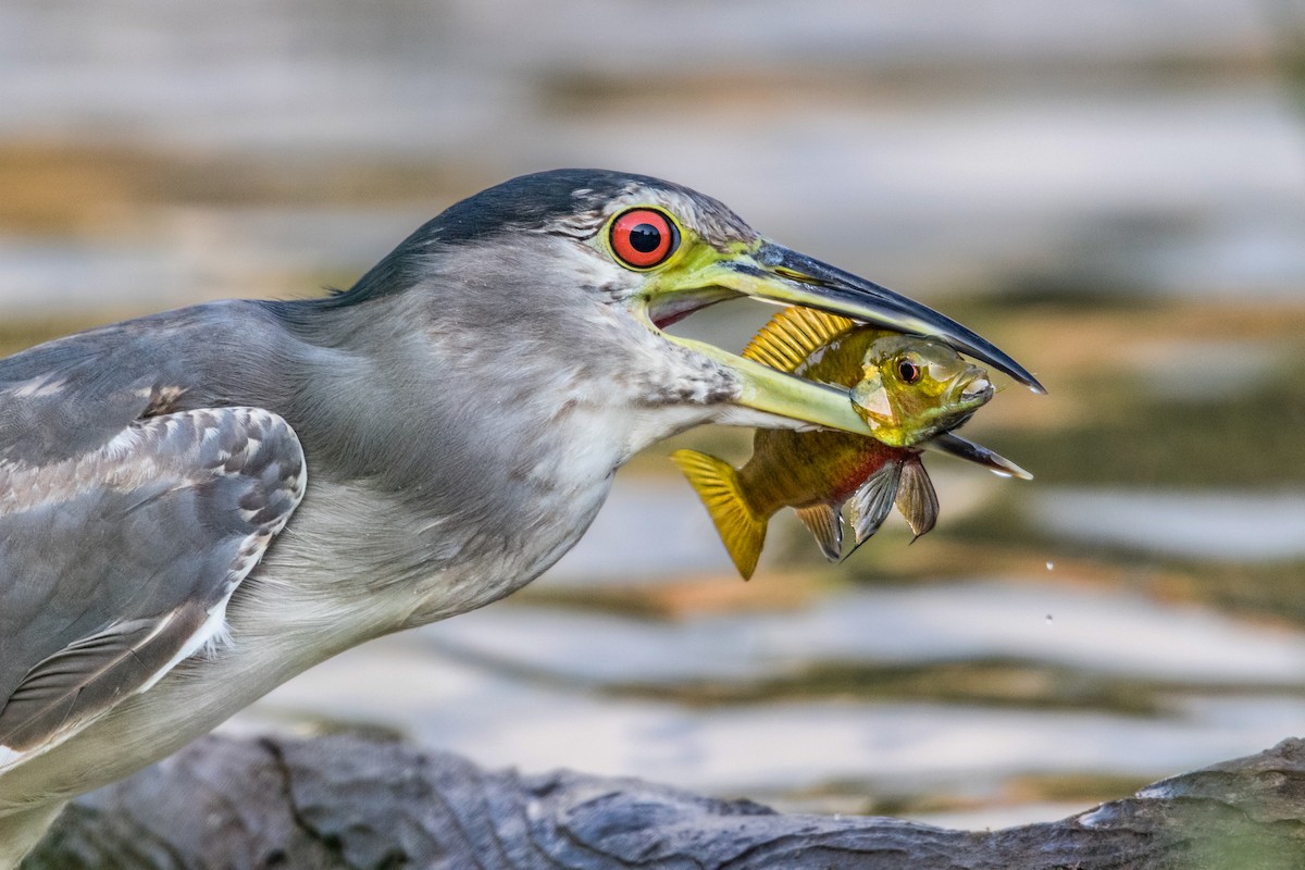 Black-crowned Night Heron - ML618823553