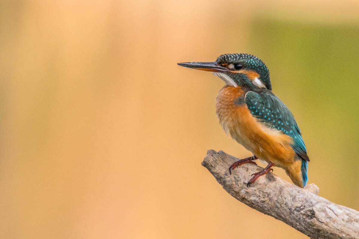 Common Kingfisher - ML618823558