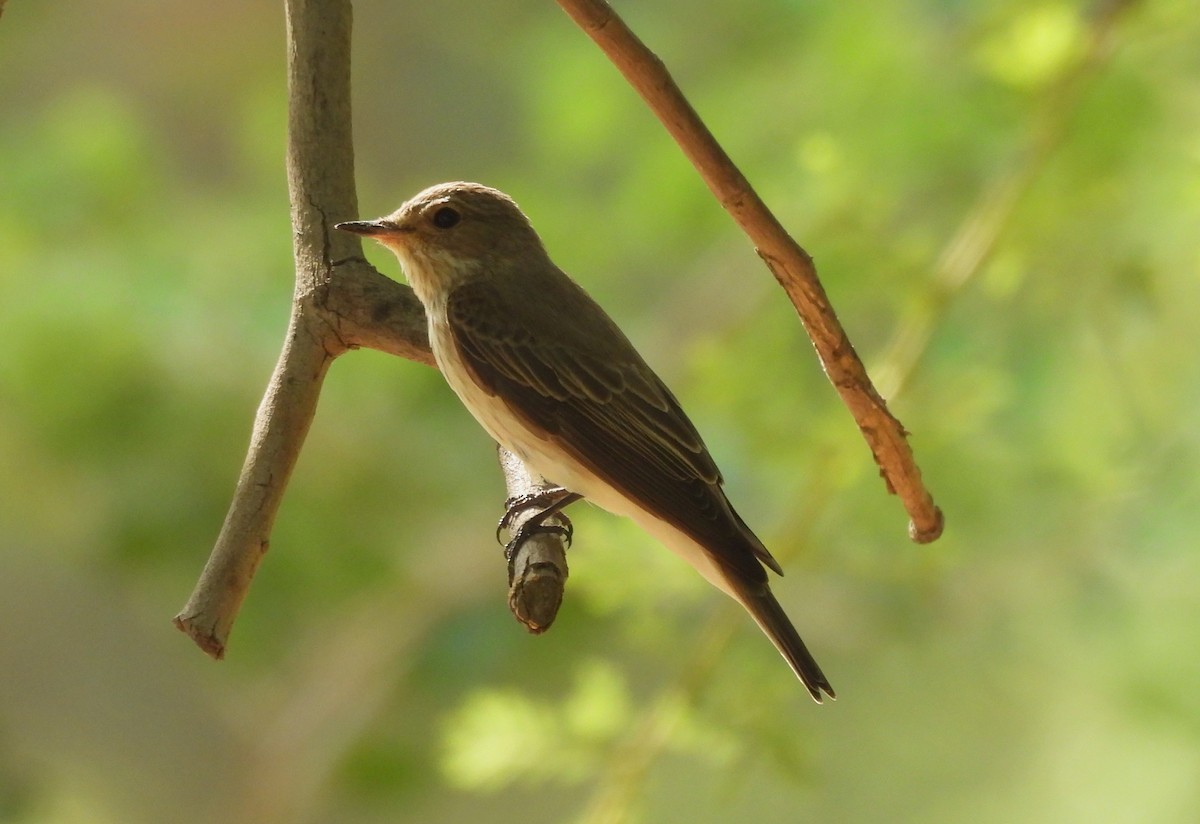 Spotted Flycatcher - Uma Pandiyan