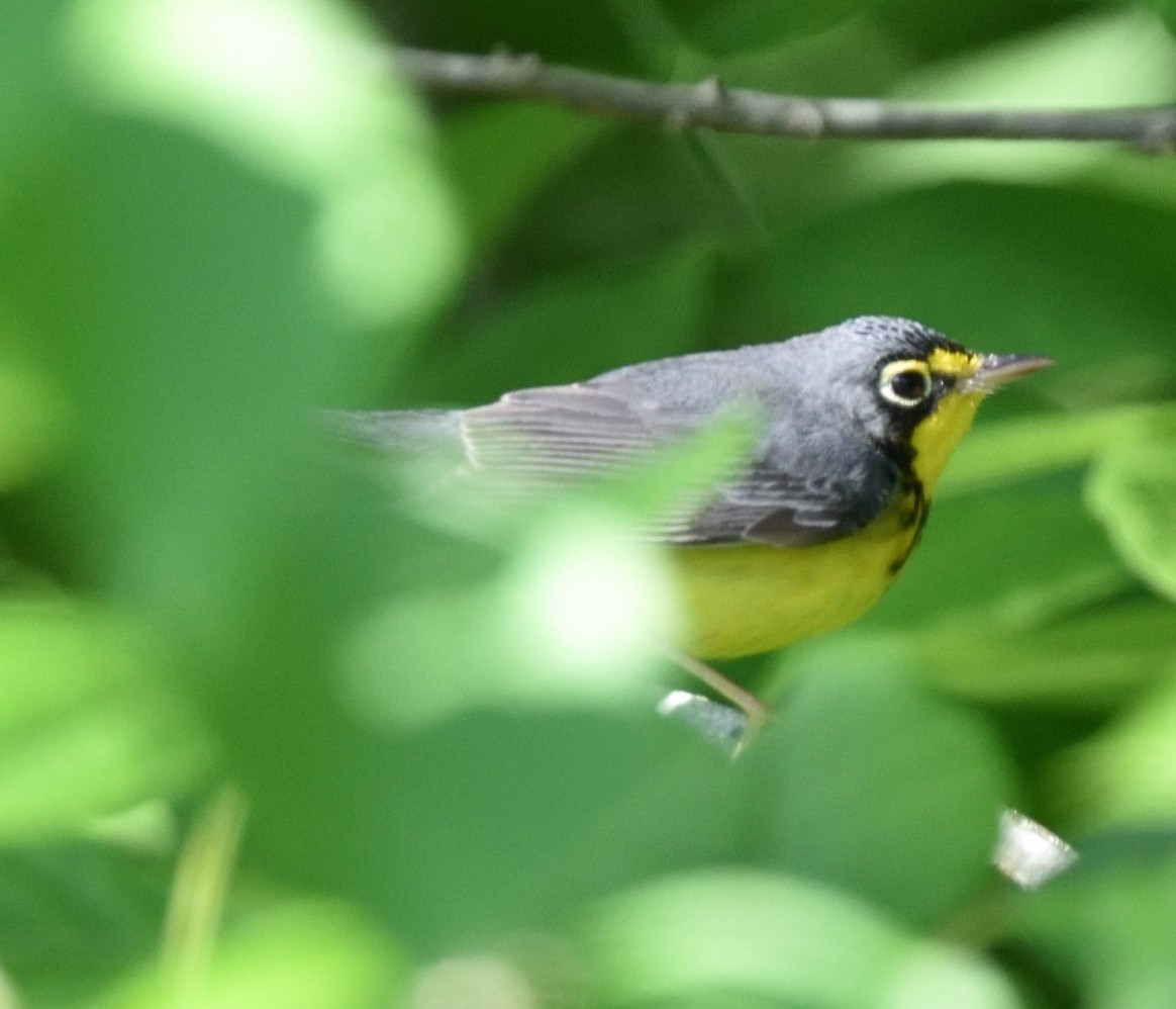 Canada Warbler - Steve Goodbred