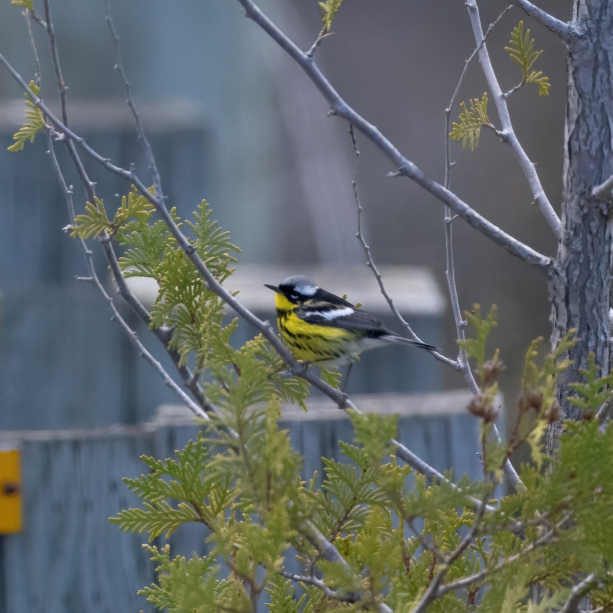 Magnolia Warbler - Christine Pelletier et (Claude St-Pierre , photos)