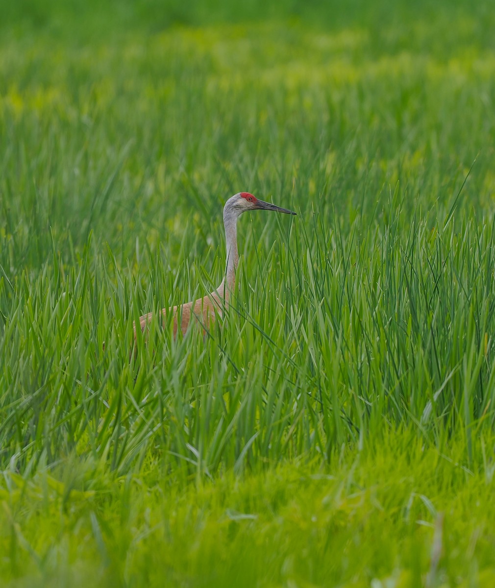 Sandhill Crane - ML618823627