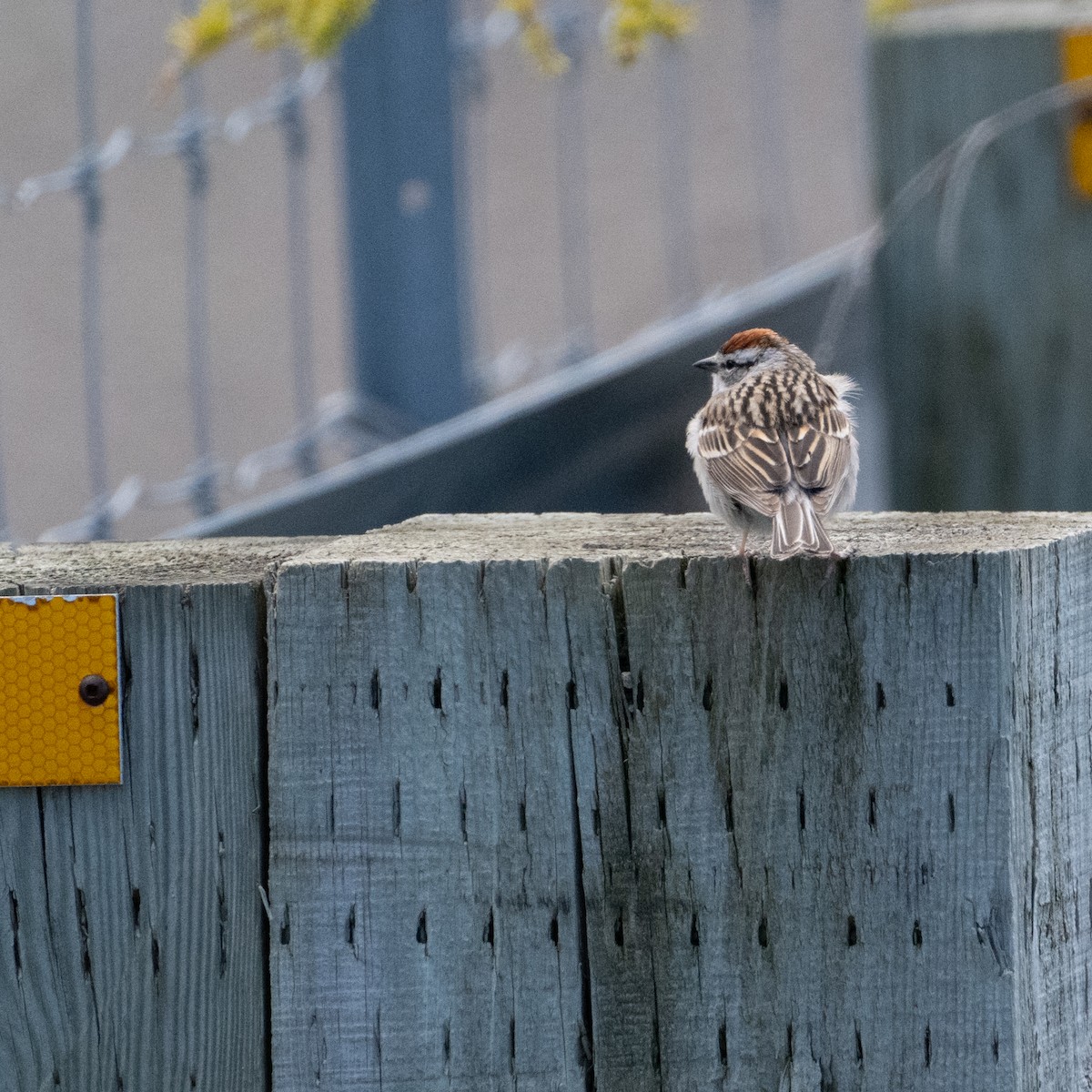 Chipping Sparrow - Christine Pelletier et (Claude St-Pierre , photos)