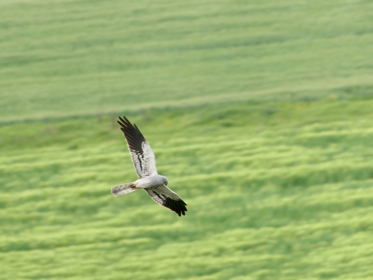 Montagu's Harrier - Hein Prinsen