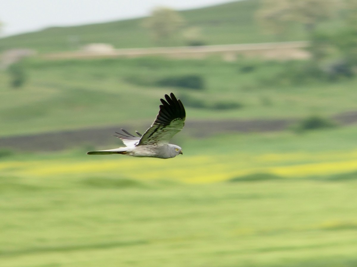 Montagu's Harrier - Hein Prinsen