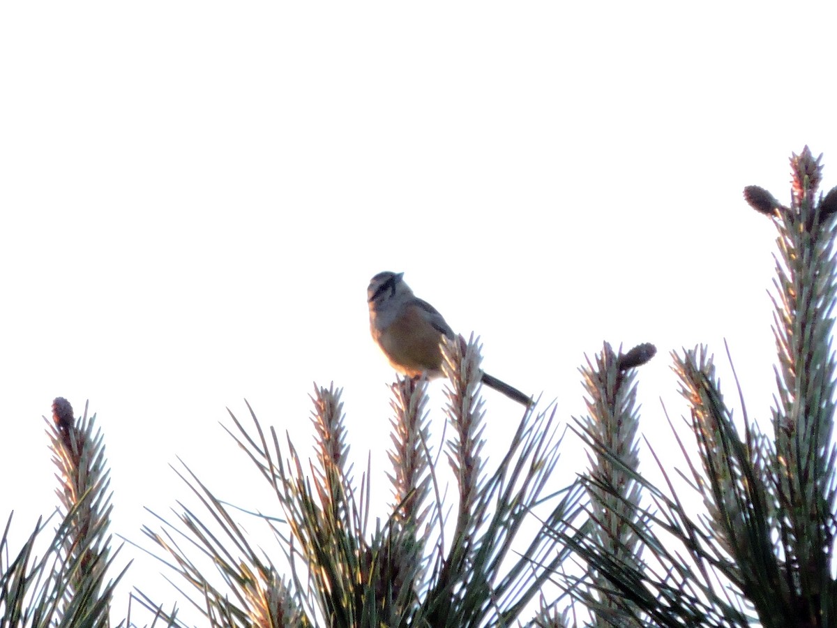 Rock Bunting - Jorge Rodal