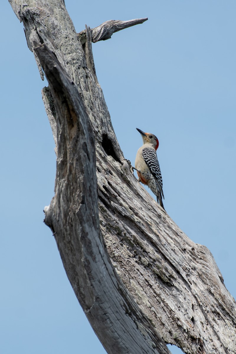 Red-bellied Woodpecker - Haemoglobin Dr