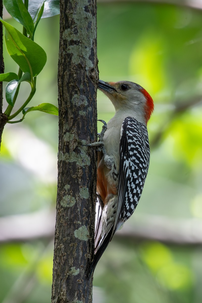 Red-bellied Woodpecker - Haemoglobin Dr