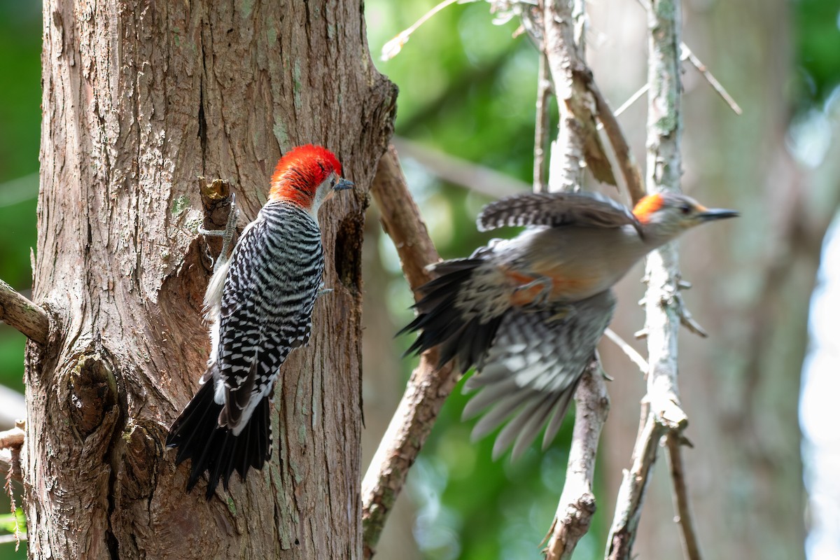 Red-bellied Woodpecker - Haemoglobin Dr