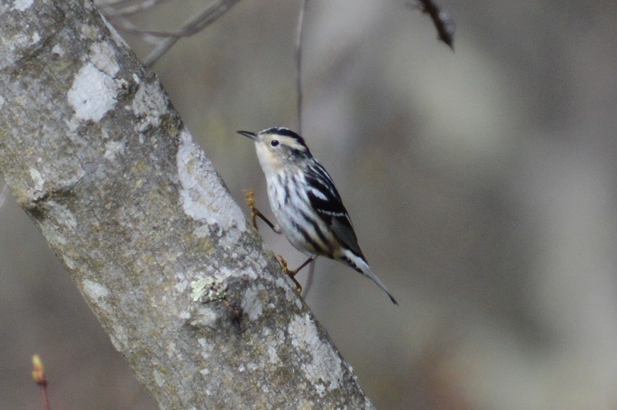 Black-and-white Warbler - Nicholas Schomburg