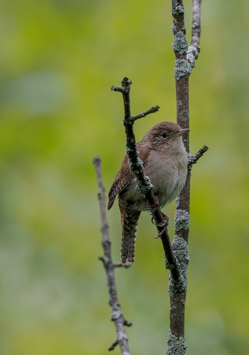 House Wren - Jeanne Stoddard