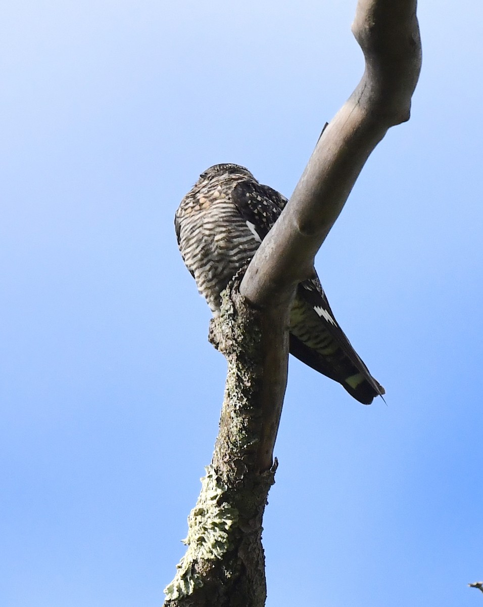 Common Nighthawk - Kristen Cart