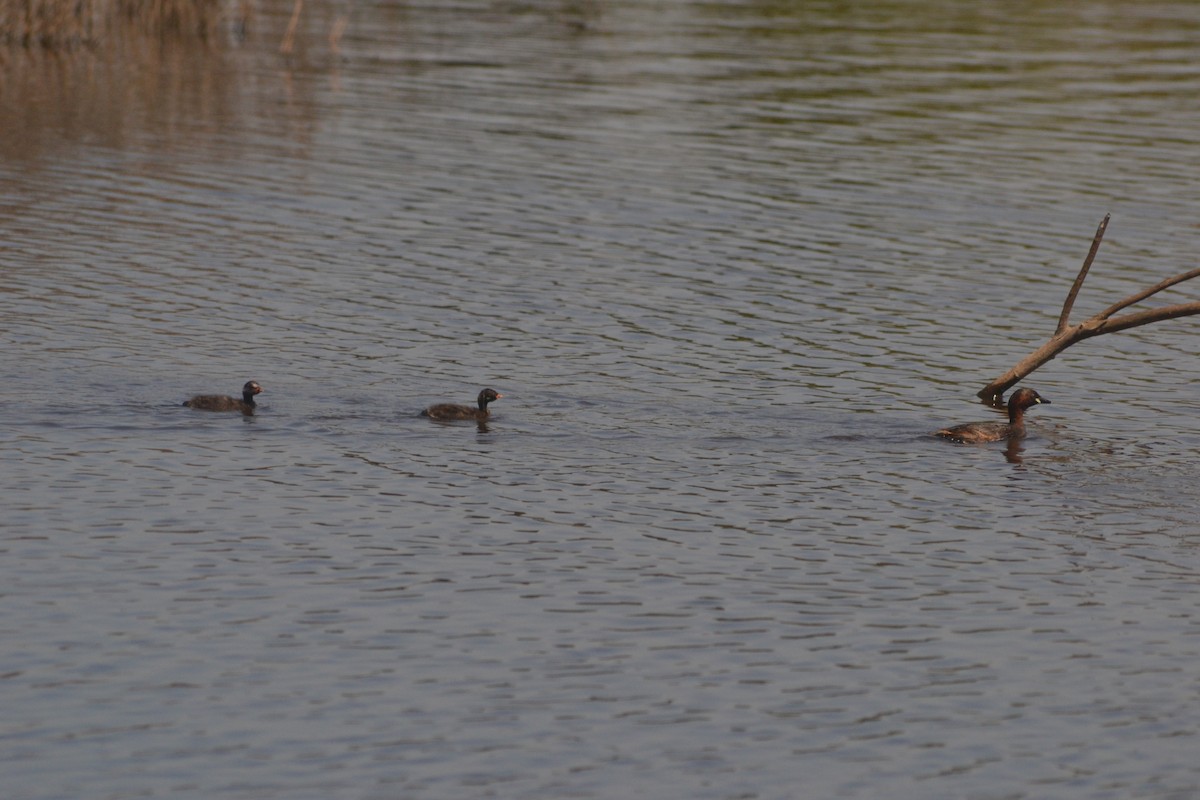 Little Grebe - Paulo  Roncon