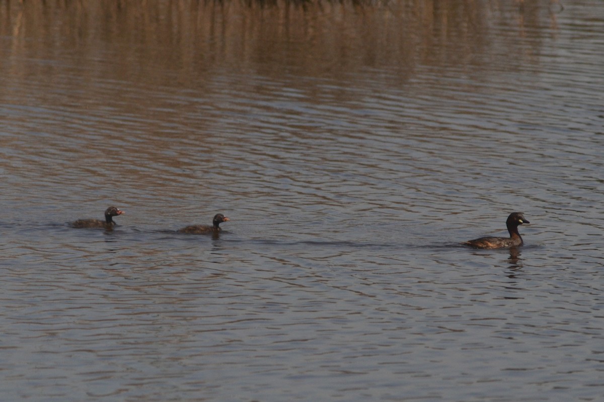 Little Grebe - Paulo  Roncon