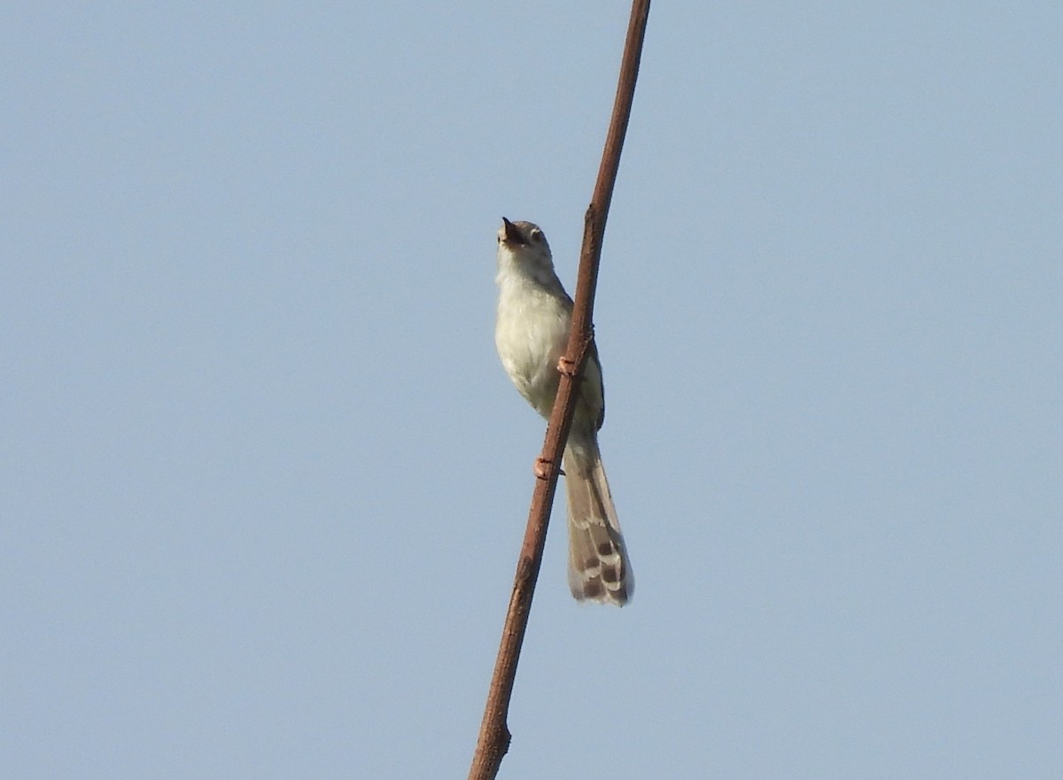 Delicate Prinia - Uma Pandiyan