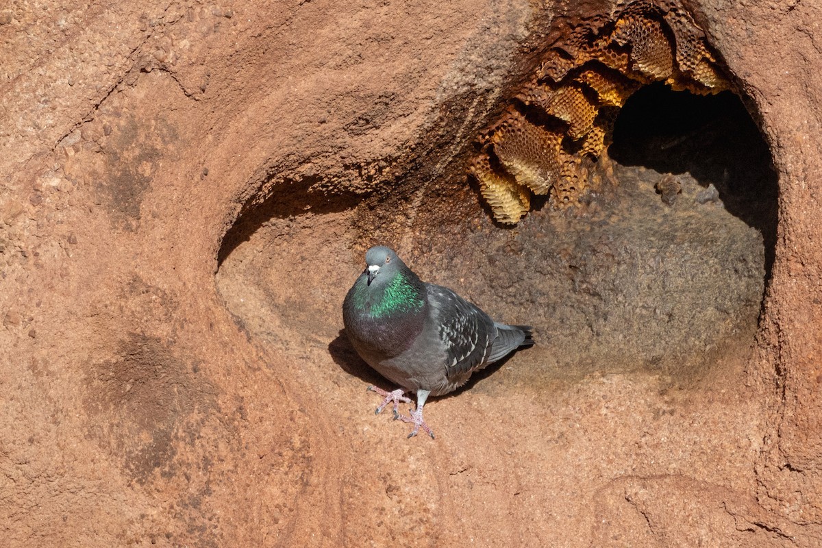 Rock Pigeon (Feral Pigeon) - Chris Scott