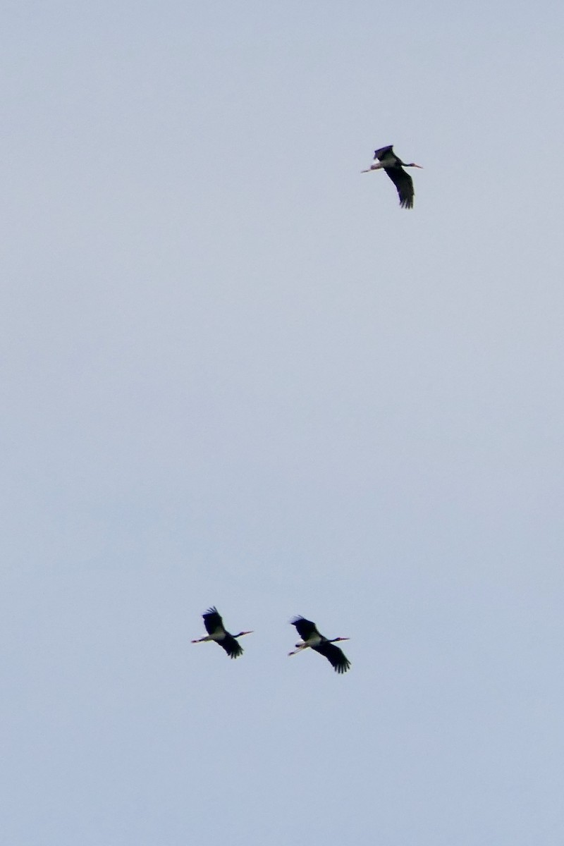 Black Stork - Hein Prinsen