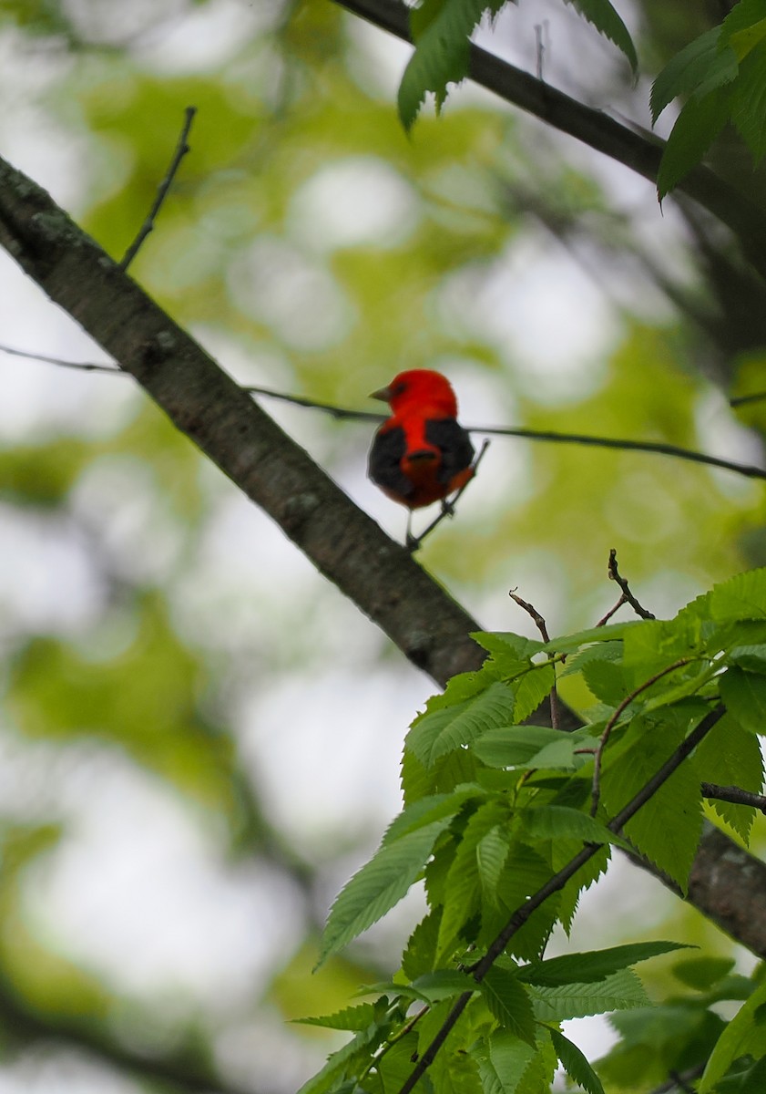 Scarlet Tanager - Jeanne Stoddard