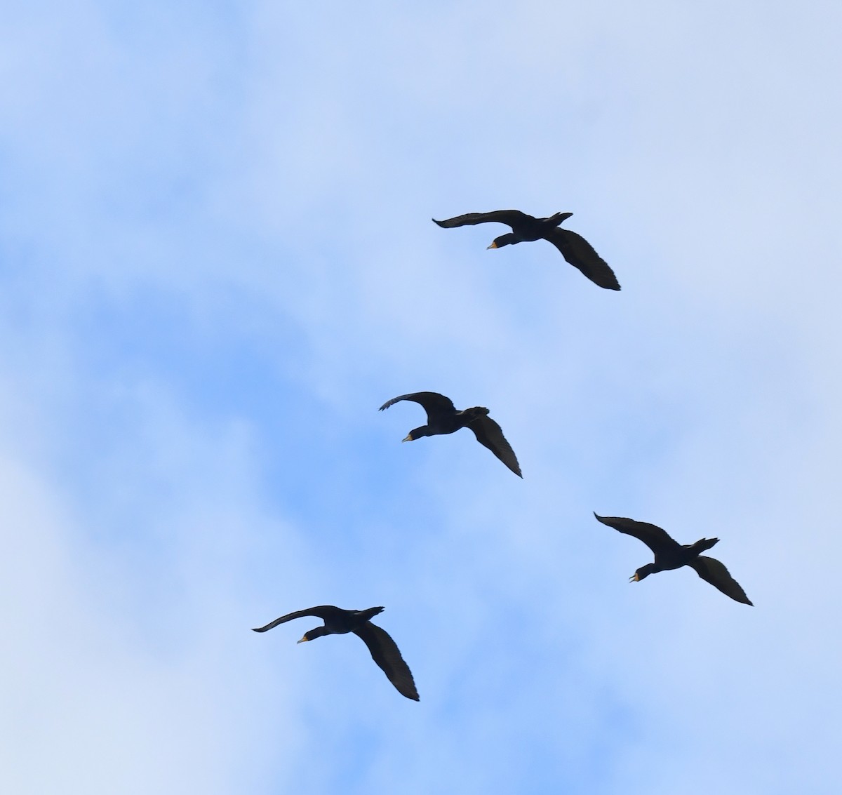 Double-crested Cormorant - Kristen Cart