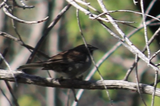 Five-striped Sparrow - Cathy Collins