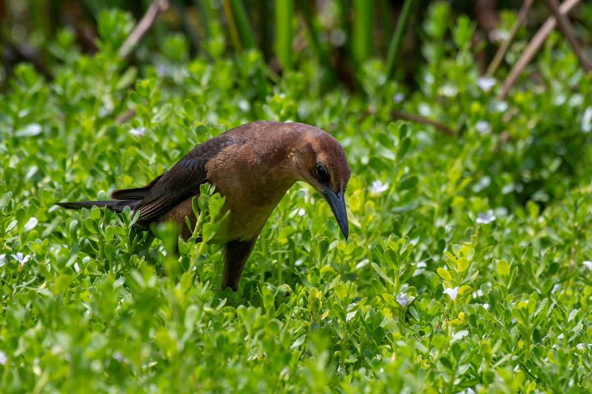 Boat-tailed Grackle - Haemoglobin Dr