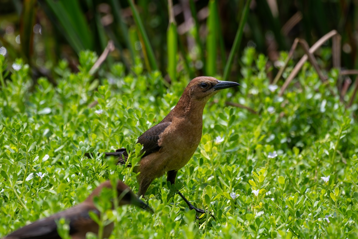 Boat-tailed Grackle - Haemoglobin Dr